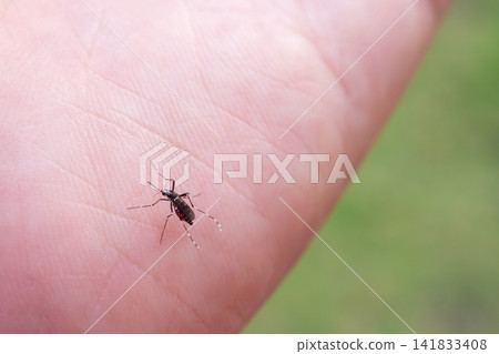 Aedes aegypti mosquitoes on human hand Aedes aegypti mosquitoes on human hand 141833408