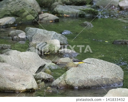A grey wagtail perched on a rock in a mountain stream. A grey wagtail perched on a rock in a mountain stream. 141833432