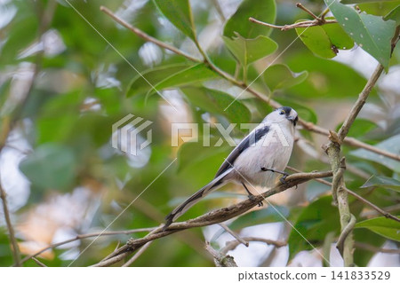 A long-tailed tit perched on a branch surrounded by green leaves. A long-tailed tit perched on a branch surrounded by green leaves. 141833529