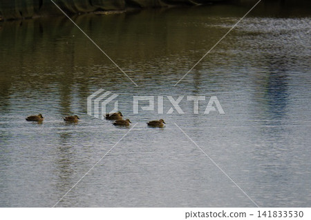 Four mallard ducklings swim in a line across a calm pond. Four mallard ducklings swim in a line across a calm pond. 141833530