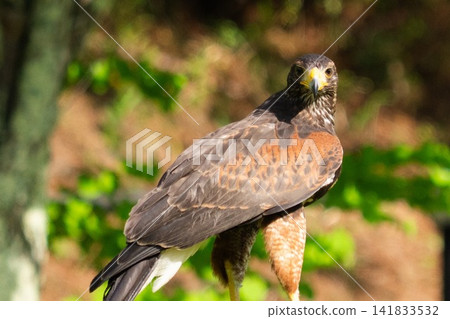 A portrait of a Red-flanked Hawk with a sharp gaze. A portrait of a Red-flanked Hawk with a sharp gaze. 141833532