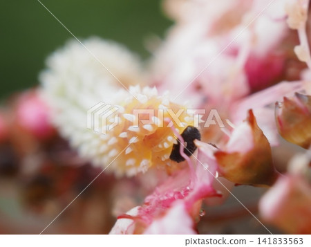 Head of a Spiraea sawfly larva and a Spiraea flower (20260717065621) Head of a Spiraea sawfly larva and a Spiraea flower (20260717065621) 141833563