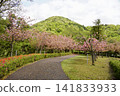 A park where double cherry blossoms bloom 141833933