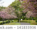 A park where double cherry blossoms are in full bloom. 141833936