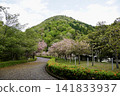 Azaleas and cherry blossoms in the park 141833937