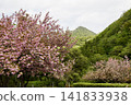 Blooming in the mountains 141833938
