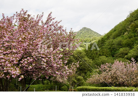 Blooming in the mountains Blooming in the mountains 141833938