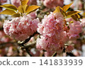 Scenery with double cherry blossoms 141833939