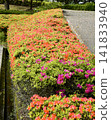 A spring garden in full bloom with azaleas. 141833940