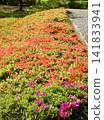 A path lined with blooming azaleas 141833941