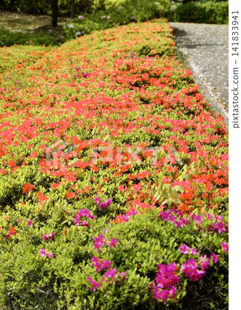 A path lined with blooming azaleas A path lined with blooming azaleas 141833941