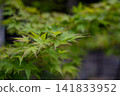 Green maple leaves and a blurred background Green maple leaves and a blurred background 141833952