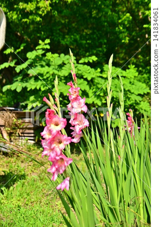 Pink gladiolus Pink gladiolus 141834061