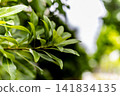 Fresh green leaves and a green background/copy space Fresh green leaves and a green background/copy space 141834135