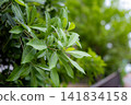 Green leaves and soft bokeh background/copy space Green leaves and soft bokeh background/copy space 141834158