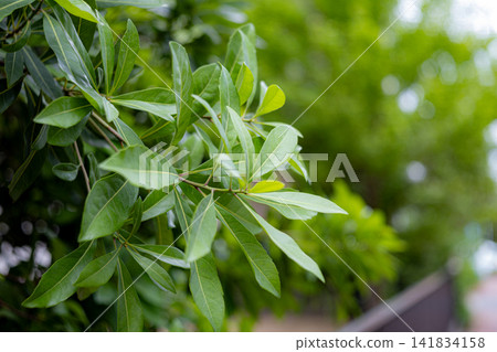 Green leaves and soft bokeh background/copy space Green leaves and soft bokeh background/copy space 141834158