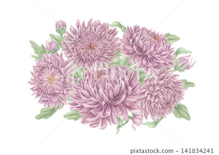 Pink chrysanthemum flower bouquet watercolor illustration on isolated background. Hand drawn autumn floral arrangement. Botanical art for wedding invitation, greeting card and scrapbooking decoration. Pink chrysanthemum flower bouquet watercolor illustration on isolated background. Hand drawn autumn floral arrangement. Botanical art for wedding invitation, greeting card and scrapbooking decoration. 141834241