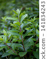 Fresh green leaves and a green bokeh background Fresh green leaves and a green bokeh background 141834243