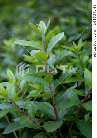 Fresh green leaves and a green bokeh background Fresh green leaves and a green bokeh background 141834243