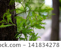 Vibrant new leaves growing from the tree trunk Vibrant new leaves growing from the tree trunk 141834278