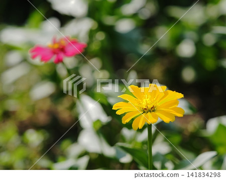 Zinnias that shine in the light Zinnias that shine in the light 141834298