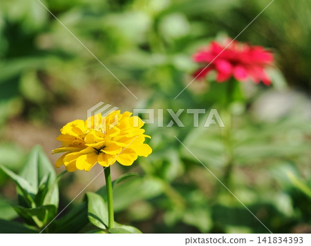 黃色百日草花 黃色百日草花 141834393