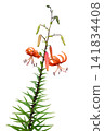 Cutout material: Flower (Transparent background PNG) - Tiger Lily 3 141834408