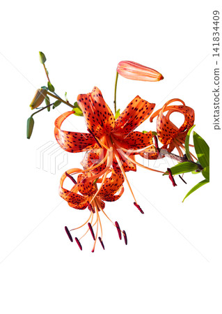 摳圖素材:花朵(透明背景 PNG)- 虎百合 2 摳圖素材:花朵(透明背景 PNG)- 虎百合 2 141834409