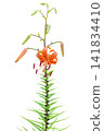 Cutout material: Flower (Transparent background PNG) - Tiger Lily 1 141834410