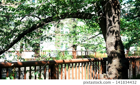 A rusty fence and the shade of trees with their large branches dappled with sunlight. A rusty fence and the shade of trees with their large branches dappled with sunlight. 141834432