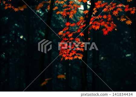 紅色的楓葉從幽暗的森林中探出頭來。 紅色的楓葉從幽暗的森林中探出頭來。 141834434