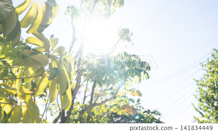 Southern leaves and strong sunlight filtering through the power lines 141834449