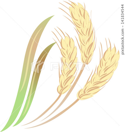 Colored graphics depicting a grain of wheat Colored graphics depicting a grain of wheat 141834544