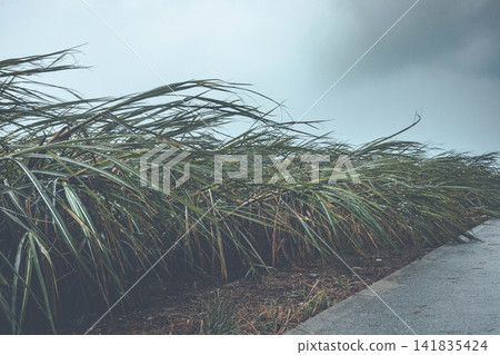 Sugarcane fields swaying in the typhoon Sugarcane fields swaying in the typhoon 141835424