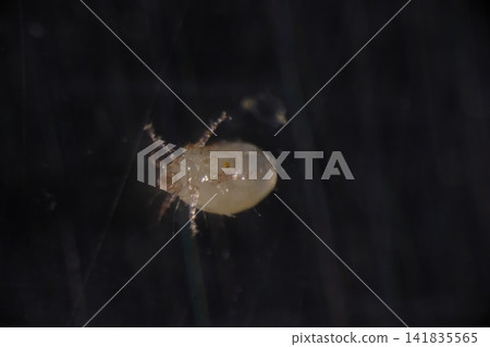 A close-up of a white mite. A close-up of a white mite. 141835565