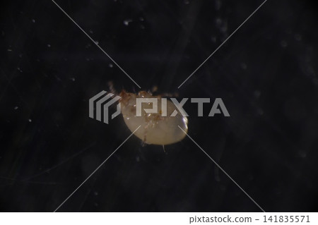 A close-up of a white mite. A close-up of a white mite. 141835571
