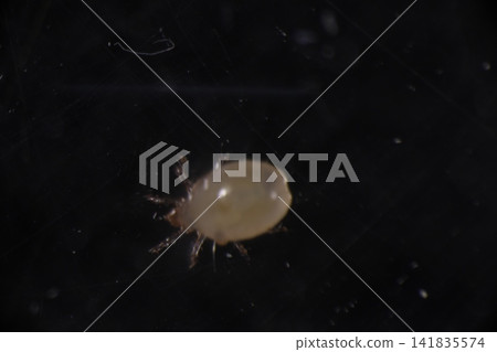 A close-up of a white mite. A close-up of a white mite. 141835574