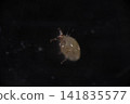 A close-up of a white mite. 141835577