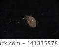 A close-up of a white mite. 141835578