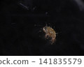 A close-up of a white mite. 141835579