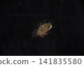 A close-up of a white mite. 141835580