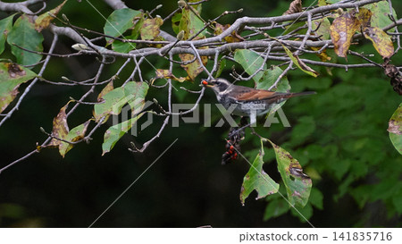 Thrush (Autumn) 141835716