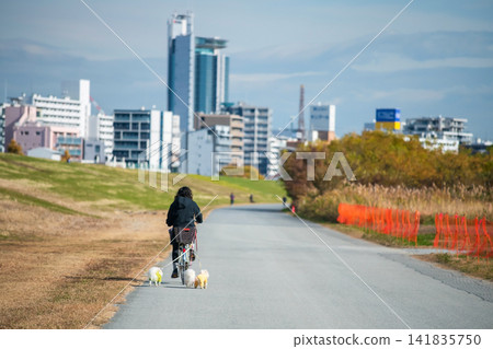 woman bike with 3 Pomeranian dogs at Yodogawa river park, Osaka 141835750