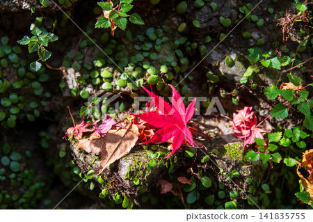 Red fallen maple leaf on green fern moss forest at Minoh park, Osaka 141835755