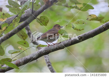 黑鳥(雌),秋季 黑鳥(雌),秋季 141835800