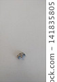 A palladium alloy filling in a molar against a white background. 141835805