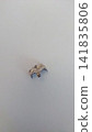 Molar filling. Palladium alloy. 141835806
