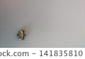 Molar filling. Palladium alloy. 141835810