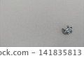 Molar filling. Palladium alloy. 141835813