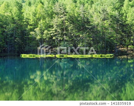 Nagano Prefecture: Fresh greenery reflected on the surface of Mishaka Pond, May. Nagano Prefecture: Fresh greenery reflected on the surface of Mishaka Pond, May. 141835919